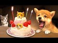 【うちの子がケーキに😍💖⁉︎】柴犬に猫が誕生日を手作りケーキでお祝い💖(#にゃんてわんだふる)似顔絵サプライズでおもちゃやご飯を子猫と一緒にプレゼント🎁