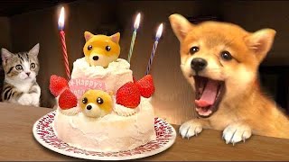 【うちの子がケーキに⁉】柴犬に猫が誕生日を手作りケーキでお祝い似顔絵サプライズでおもちゃやご飯を子猫と一緒にプレゼントたまごMammy