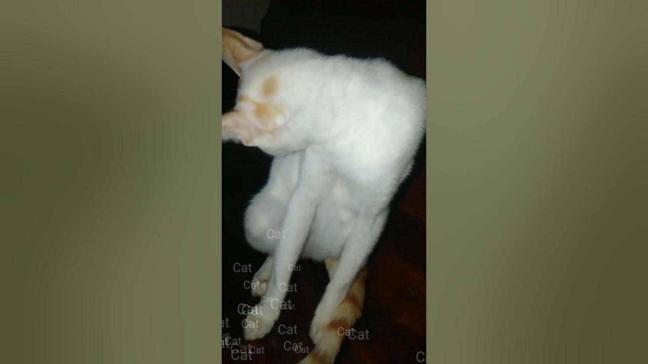 How do cats clean themselves.shorts YouTube