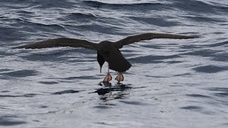 Flesh footed shearwater (Ardenna carneipes) flying over the sea
Flesh footed shearwater (Ardenna carneipes) flying and foraging over the waters. The Flesh-footed Shearwater species occurs as a (boreal) summer visitor in the North Pacific Ocean, where potentially large numbers are taken as by-catch in fisheries. The species also suffers from climate related impacts. More... https://indianbirds.thedynamicnature.com/2015/01/flesh-footed-shearwater-ardenna-carneipes.html
Scientific classification:
Kingdom: Animalia
Phylum: Chordata
Class: Aves
Order: Procellariiformes
Family: Procellariidae
Genus: Ardenna
Species: A. carneipes
#Birds #Shearwater #YouTubeBirds Flesh footed shearwater (Ardenna carneipes) flying over the sea