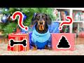 Secret Santa! Cute & Funny Christmas Dog Video!