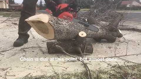 Echo CS310 14" Chainsaw - Cutting and Limbing