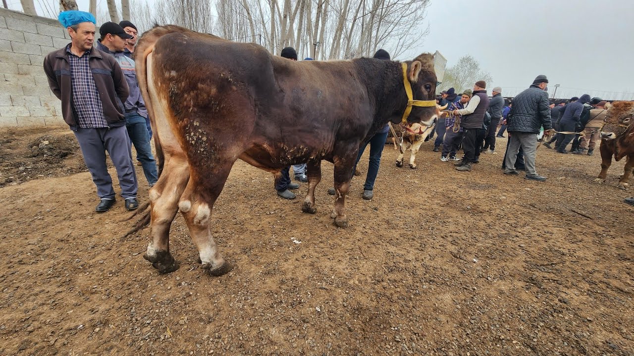 Шахрихон мол бозори она бола богозлар нархлари
