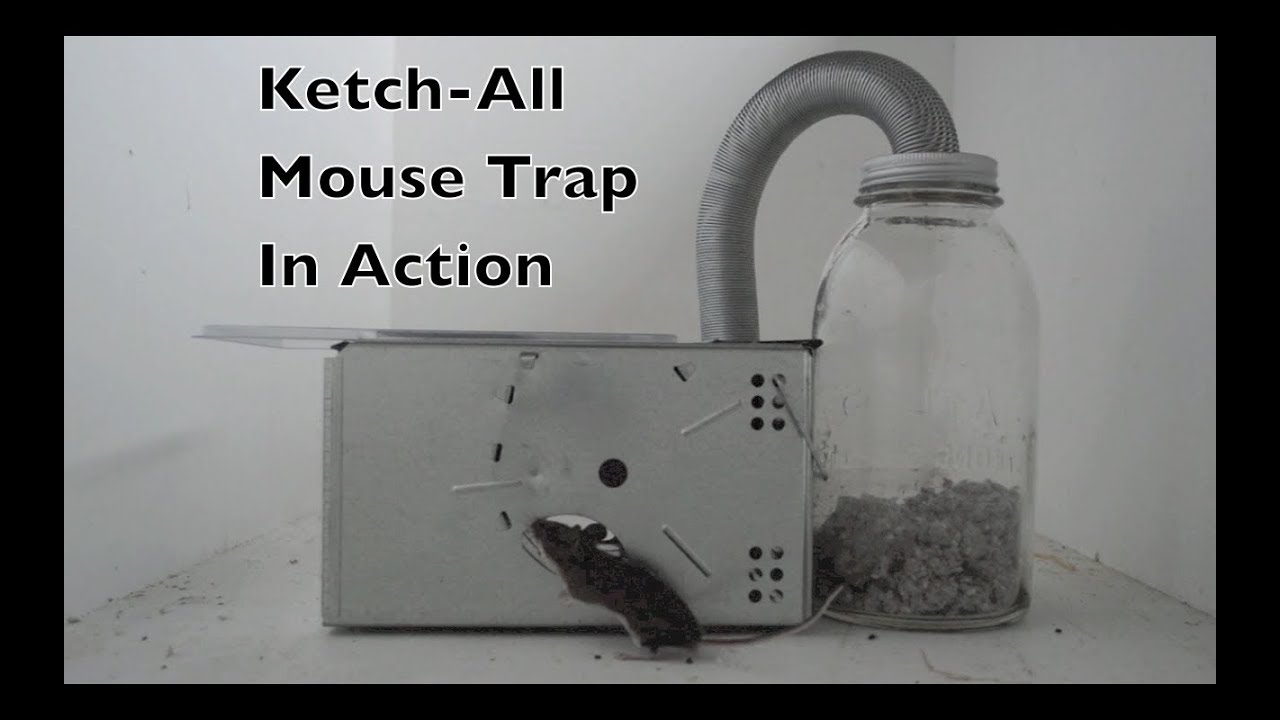Ketch-All Mousetrap w/ Clear Lid