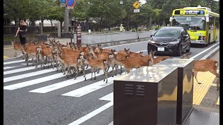 A herd of Deer Cross Intersection in Japan 鹿の群れが交差点を渡る