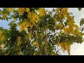 Жёлтое дерево в камере Pixel 6. 4K video/Migdal HaEmek/עץ צהוב