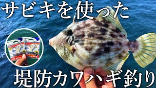 自主規制レベルで岸からカワハギが連発！カワハギのアタリが簡単にとれる裏ワザ仕掛けを紹介