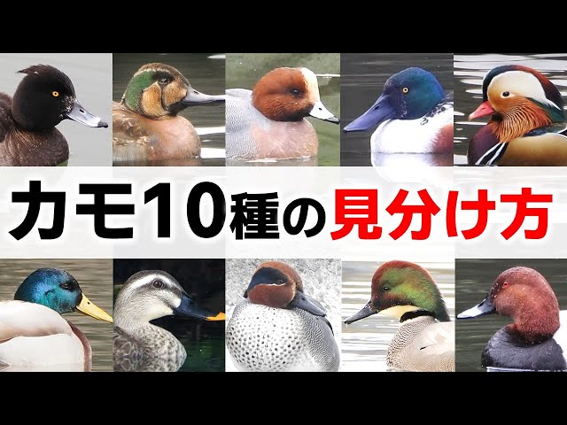 A super beginner's guide to 10 duck species to see in winter