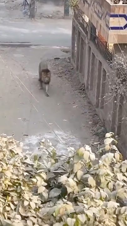 Lion open in Lahore Streets😱😱😭#lion #lionhub #viralreels #shorts