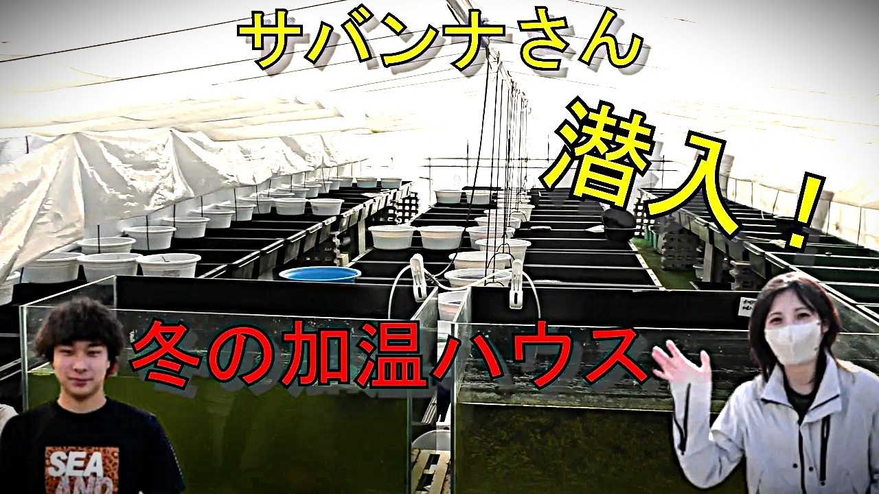 めだか屋の冬休みは何してる？サバンナさんの加温ハウスに潜入！【第１弾】