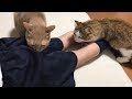 猫用香水でメロメロになる息子がかわいい