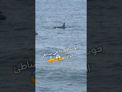 حوت الاوركا في سواحل الداخلة المغرب الداخلة البحر الدار البيضاء Fish Fishing Morocco 