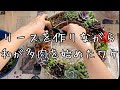 【多肉植物】初心者さん向け多肉のススメ【ラジオ動画】
