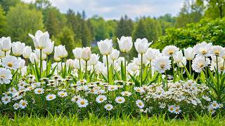 🌸 Beautiful Flowers in 4K | Peaceful Music for Mindfulness & Gentle Relaxation
