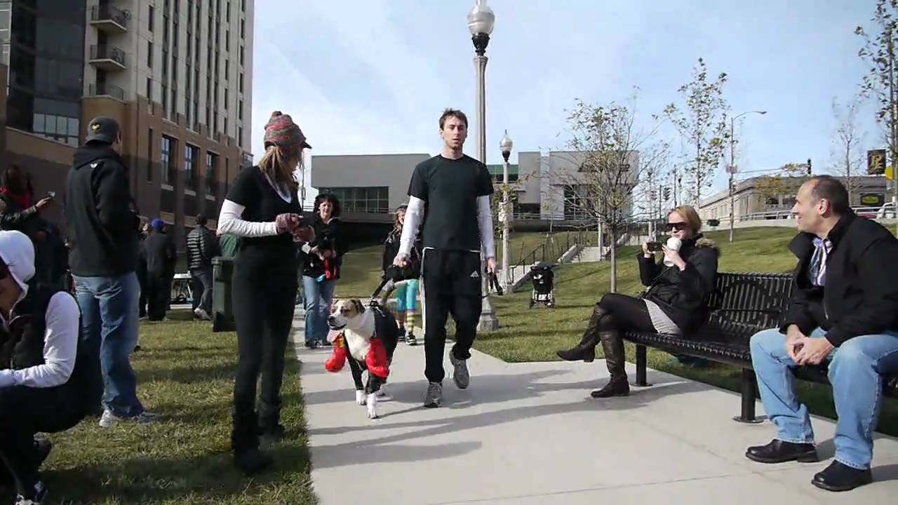 A Halloween dog parade at Alta at K Station, Chicago