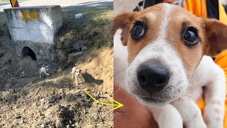 Rescue Of Mom And Her Puppies Living In Sewer Pipe Howl Of A Dog