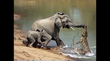 ELEPHANT  PUNISHED  THE CROCODILE @dr.s.ksinghchanneljaishree1255