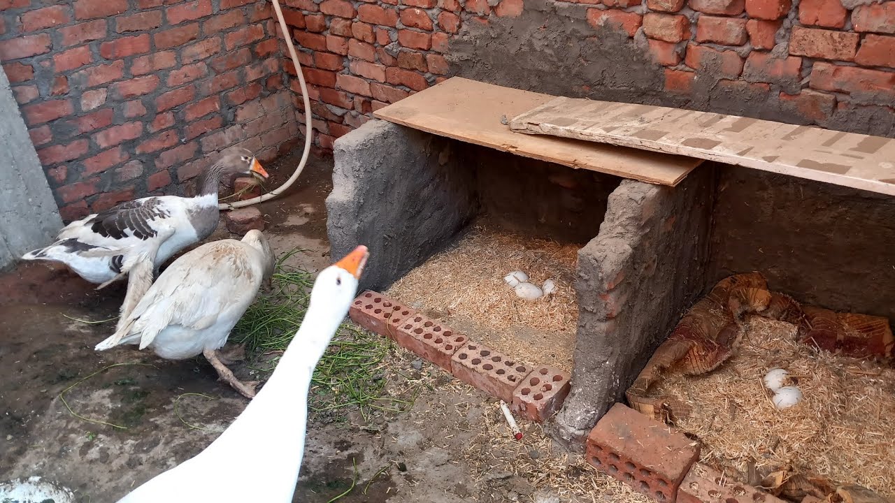 امتى تعرفي الوز بيكسر وامتى تعرفي هيا يبيض ولا لسه 