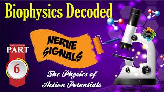 How Your Nerves Send Signals - Biophysics Episode 6
