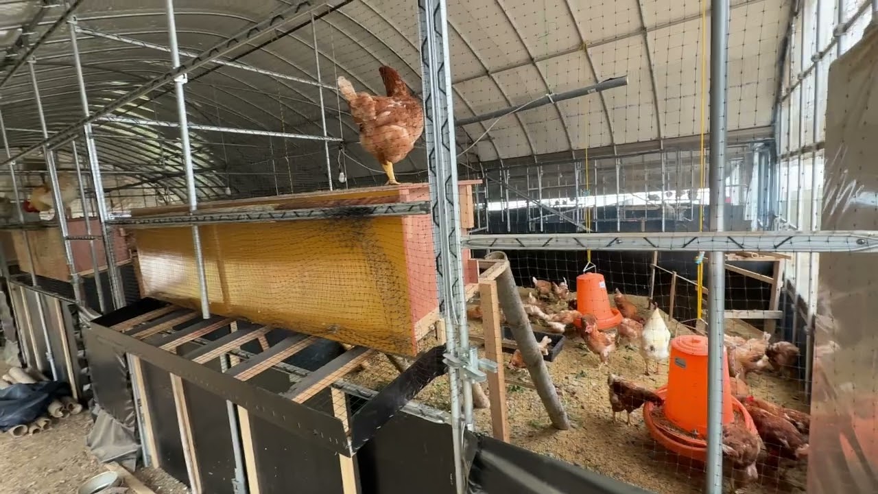 【重大発表】放し飼いから平飼いへ変わります！