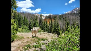 Chicago Basin CO 14ers -- Eolus, North Eolus, Sunlight, Windom (from Purgatory -- no Train!)