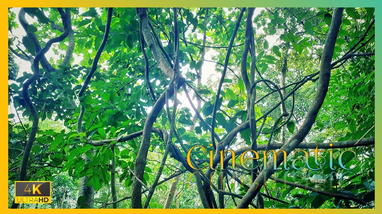 Cinematic Nature Video 71| B-roll Video | Ambient Background Music | Fluttering Leaves