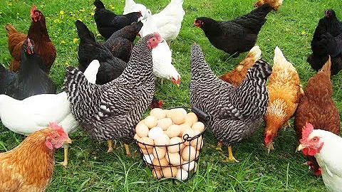 Quando si comprano le galline ovaiole?