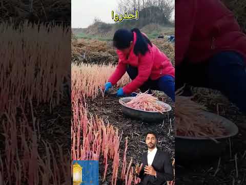 كنت فاكره خضار 