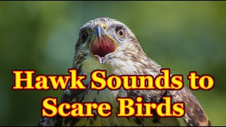 Sounds to scare birds  The sounds of a bird of prey that scare away other birds  3 hours