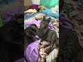 So Funny.!#shortvideo #catfunnyvideo #catmoments #subscribetomychannel