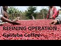 REFINING OPERATION -Galitebe Coffee 精製工程-