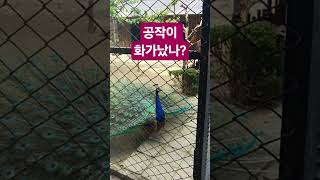 공작아 느 화려하구나~ #zoo #공작 #새 #화남 #화려함 #animals #예쁨 #cute #동물원