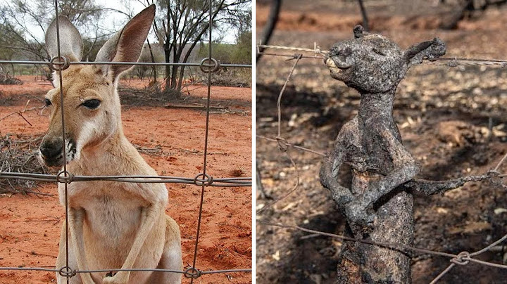 Electrical Shocks Will Not Be Merciful To Any Animal