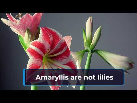 วีดีโอ: Amaryllis Plant Info - เรียนรู้เกี่ยวกับการดูแล Amaryllis Belladonna