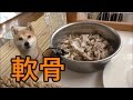 柴犬小春　【ASMR】鶏がら軟骨にソワソワ全開！
