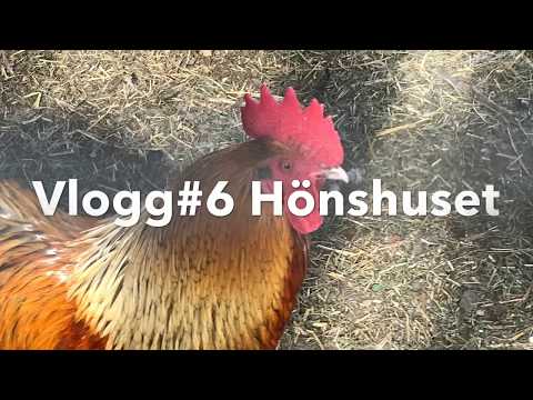 Video: Är unga kycklingar hanar eller honor?