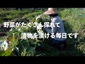 自給暮らしvlog|とにかく漬物を漬ける!|梅仕事|一番忙しい時期です|#71