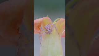 Pink crab spider (Thomisus onustus) #spider #pinkspider #pinkcrabspider #crab #crabspider