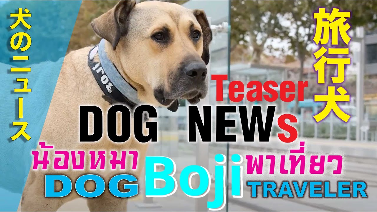 Boji หมาจรนักเดินทางแห่ง อิสตัลบลู ประเทศตุรกี Teaser 30 Sec.