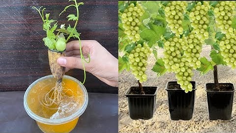 Simple method propagate grapes tree with banana|| growing grape tree from grape fruit for beginners