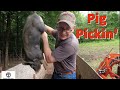 Piglet Catching! - Weaning Pastured Piglets