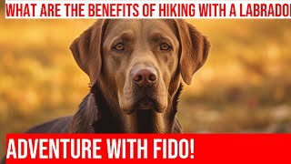 Hiking with Your Labrador Retriever: Tips for a Safe & Fun Adventure!