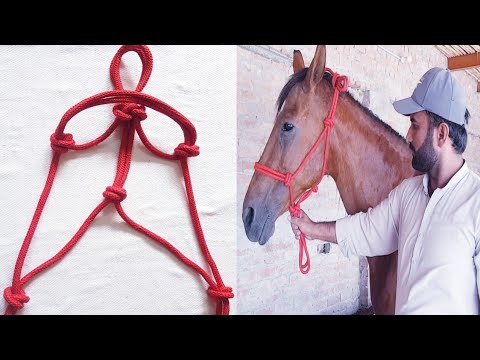 How to make the horse rope halter | dairy and agri