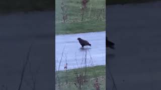 Common buzzard feeding on earthworms Feb 2026 near Willaston