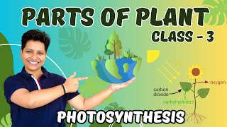 Understanding Photosynthesis: Exploring the Key Parts of a Plant's Role in Energy Production