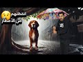 كلابي غرقت من امطار الشتاء وشعبولا هرب من المظرعه 
