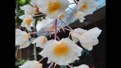 phù điêu tranh tường  hà giang