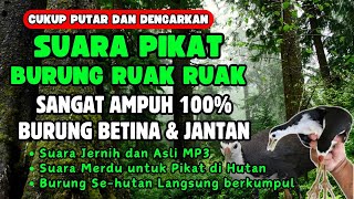 SUARA PIKAT BURUNG RUAK-RUAK ASLI SUARA JERNIH #1