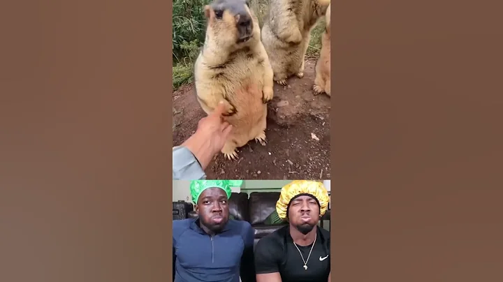 Funny beaver fail | smile 45 #shorts