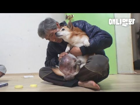Dog With A 3kg, Dangling Tumor